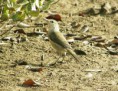 /album/photo-gallery-homepage1/clamerous-reed-warbler-emirates-2005-jpg1/